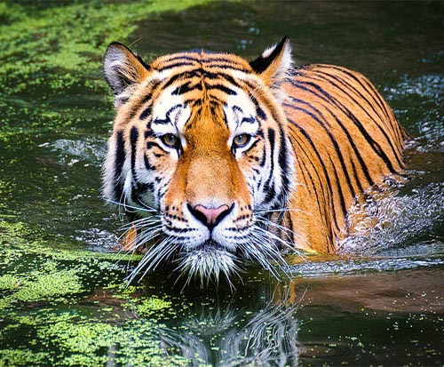 Tigre Ranthambhore