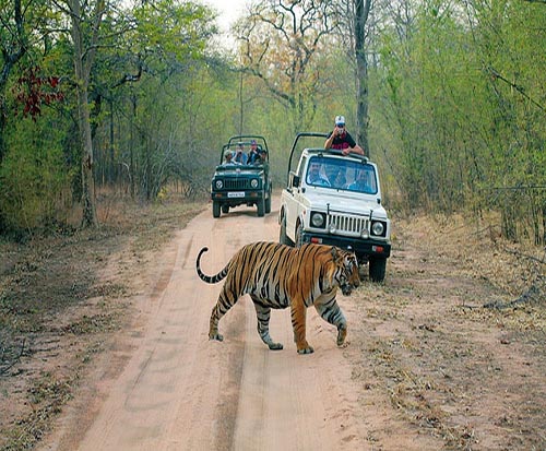 Parc Ranthambhore