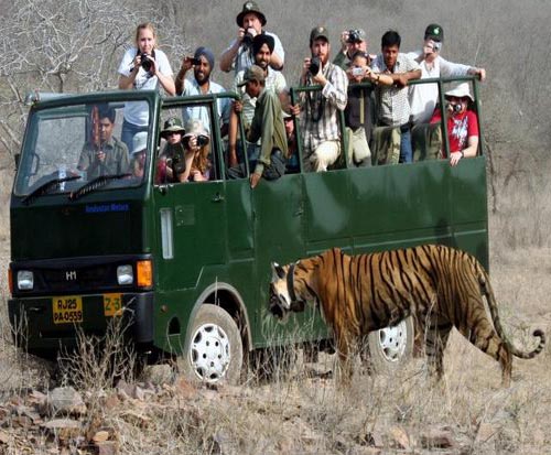 Tiger Safari