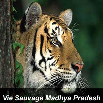 Vie Sauvage Madhya Pradesh